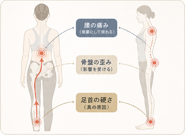 身体の連動図